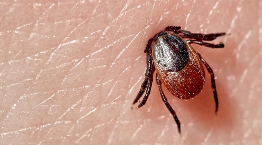 مكافحة القراد