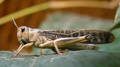 مكافحة الجراد