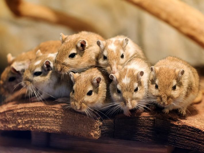 مكافحة القوارض - rodents control